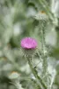 Onopordum acanthium, Eselsdistel, silbrig-grau, ca. 11x11 Produktbild-Vorschau 1