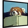 MuchoWow® Gerahmtes Poster Panda - Holz - Rot 40x40 cm - Produktbild-Vorschau 1