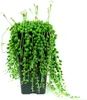 Gardners Senecio rowleyanus - závěs, průměr 14 cm Náhled obrázku produktu 2