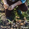 -Saatkartoffeln Vitabella A 28/35 (5 kg) - Organifer Produktbild-Vorschau 4