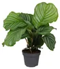 Calathea orbifolia 30-40 cm - Korbmarante - Izba rastlina - Náhľad obrázku produktu 1