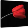 Leinwandbild rote tulpenblüte 60x60 cm Feeby rot wandbild Produktbild-Vorschau 1