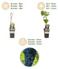 Green boutiQ - Obstpflanze - Vitis vinifera Boskoop Glory - Produktbild-Vorschau 4