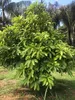 Abiu (Pouteria caimito)  - 1 pezzo Anteprima dell’immagine prodotto 2