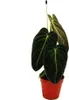 Philodendron melanochrysum - czarno-zloty przyjaciel drzewa Podgląd zdjęcia produktu 1
