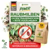 Power Raubmilben gegen Trauermücken und Rote Vogelmilbe -5x Produktbild-Vorschau 1