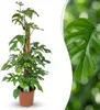 Monstera Minima am Moosstab grün 90cm 19cm Zimmerpflanze Produktbild-Vorschau 2
