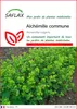 SAFLAX  - Alchémille commune - 100 graines - Alchemilla Voir les images du produit 1