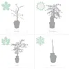 Bloomique - Acer Palmatum Dissectum - Japanischer Ahorn - Produktbild-Vorschau 4