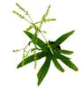 Trio de mini-broméliacées - lot de 3 plantes aux Voir les images du produit 3