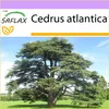 SAFLAX - Severoafrický atlasový cedr - Cedrus atlantica - Náhled obrázku produktu 5