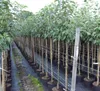 Rows of young trees in pots, lined up in a nursery or garden center. Produktbild-Vorschau