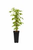 Lampone 'Ottawa' Lampone autunnale 30-35 cm – Rubus idaeus Anteprima dell’immagine prodotto 6