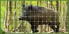 Wildzaun - Knotengeflecht - verzinkt Forstzaun - 150/11/15 Produktbild-Vorschau 11