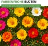 Portulakröschen Gefüllte Mischung Samen - Portulaca Produktbild-Vorschau 2