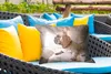 MuchoWow® Outdoor Kissen - Französische Bulldogge - weiß - Produktbild-Vorschau 4