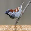 MeineHennen WILDVOGEL-VITAL 15 kg - Premium Produktbild-Vorschau 4