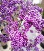 Arbusto di perle d'amore Callicarpa bodinieri 'Profusion' Anteprima dell’immagine prodotto 2