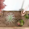 5x Tillandsia Mix - Luftpflanzen echt - Quallenpflanzen - Produktbild-Vorschau 5