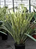 Phormium tenax 'Variegatum' - Nieuw-Zeelandse hennepplant, Productafbeelding-voorbeeld 2