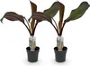 GreenboutiQ - Obstpflanze - Bananenpflanze - Ensete Produktbild-Vorschau 1