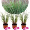 Sada 3 malých prérijných tráv - Schizachyrium scoparium Náhľad obrázku produktu 1