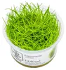 Aquarium Pflanze Eleocharis acicularis Tropica Nr.133 TC in Produktbild-Vorschau 1
