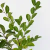 Prunus 'Athos'® Jedinečný čerešňový ker, 3 l kvetináč Náhľad obrázku produktu 2