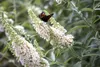 Buddleja 'White Profusion', Schmetterlingsflieder, weiß, Produktbild-Vorschau 2