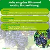 Purgrün -Weintrauben-Dünger 1 Liter, Produktbild-Vorschau 3