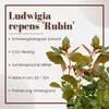 Aquarium Pflanze Ludwigia repens 'Rubin' Tropica Nr.033D Produktbild-Vorschau 2