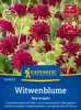 Kiepenkerl Witwenblumensamen Red Knight Knautia macedonica Produktbild-Vorschau 1