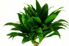 Dracaena deremensis Compacta, im 17cm Topf, Drachenbaum, Produktbild-Vorschau 2