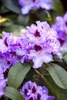 Rhododendron Hybr. 'Blue Peter', Rhododendron, blauviolett, Produktbild-Vorschau 4