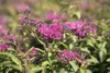 Spiraea japonica 'Anthony Waterer', Rote Sommerspiere, Produktbild-Vorschau 7