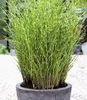 BALDUR Garten 5x Chinaschilf Zebragras, Pflanzen im 9x9 Produktbild-Vorschau 2