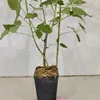 Rubus Idaeus 'Polka', frambozenstruik, in pot van 2 liter Productafbeelding-voorbeeld 8