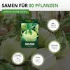 Kohlrabi Superschmelz Samen - Brassica oleracea - Produktbild-Vorschau 7