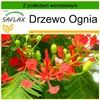 SAFLAX - Drzewo Ognia - 6 Nasiona - Z podłożem uprawowym Podgląd zdjęcia produktu 10
