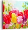 Bild auf Leinwand - Leinwandbild - Tulpe Blume Garten Produktbild-Vorschau 1