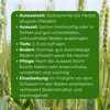 Bestellartikel Waldstaudenroggen Secale multicaule 1kg für Produktbild-Vorschau 4