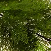 Ramoscello di ginepro ornamentale per la creazione di Anteprima dell’immagine prodotto 5