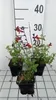 6 x Salvia micr. 'Royal Bumble' - Muschio stellare - vaso 9 Anteprima dell’immagine prodotto 2