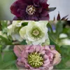 Planten van Frank | Set van 3 kerstrozen (mix) | Helleborus Productafbeelding-voorbeeld 2