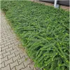 Plants by Frank | 60 Heckenkirsche Pflanzen | Lonicera Produktbild-Vorschau 2