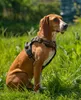pettorina per cani lionto anti-pull, pettorina a Y Anteprima dell’immagine prodotto 2