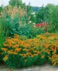 Asclepias tuberosa, Schmetterlingsblume, orange, ca. 9x9 cm Produktbild-Vorschau 2