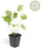 Půdopokryvné rostliny – geranium – Geranium 'Rozanne' – 9cm Náhled obrázku produktu 2