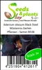 3x Adenium obesum Black Steel Wüstenros Garten Pflanzen - Produktbild-Vorschau 4