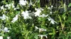 50 Stück, Topf 9cm, Bodendecker Vinca minor Alba Produktbild-Vorschau 2